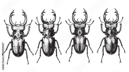 Detailed stag beetle vintage engraving showing large mandibles and textured shell