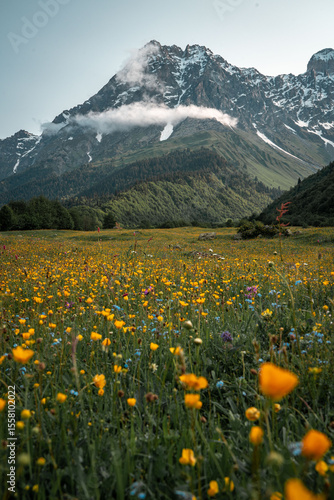 alpine meadow with yellow flowers and snow mountains
