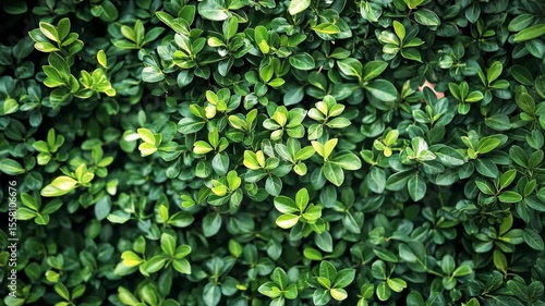 Wallpaper Mural Lush green foliage, vibrant leaves densely packed (1) Torontodigital.ca