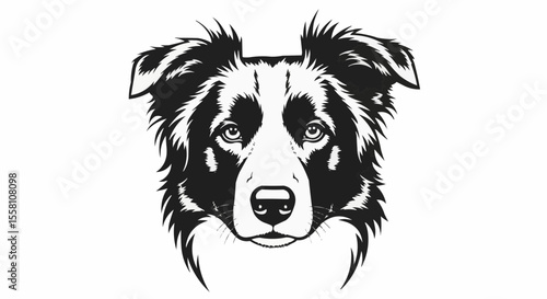 black and white dog