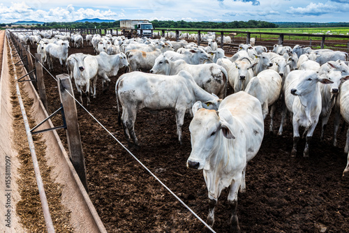 Behang Nelore cattle herd in a Brazilian farm corral