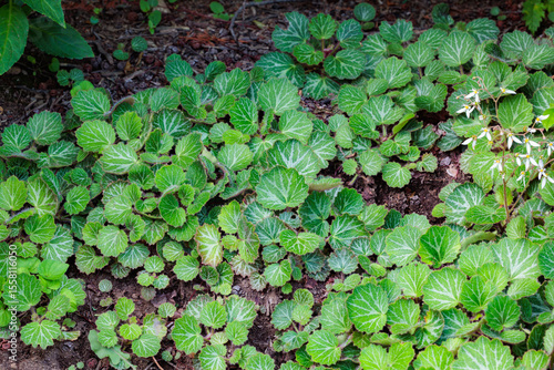 Tableau sur toile Saxifrage leaves growing in the shade of a garden.