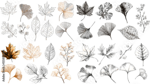 Delicate hand-drawn botanical leaf illustration set featuring various species and textures in monochrome and subtle sepia tones for nature-themed designs.

