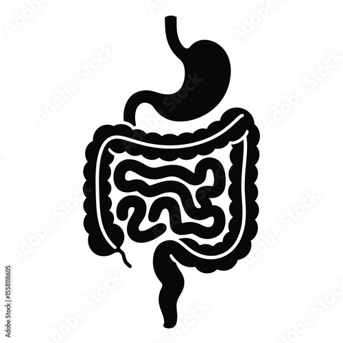 Human Digestive System Silhouette Stomach Large Intestine Small Intestine and Rectum