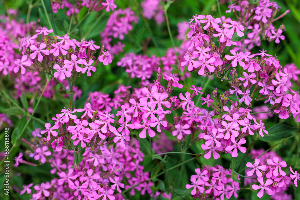 Brightly blooming Sweet william catchfly flowers in the garden, Brightly blooming Sweet william catchfly flowers in the garden,