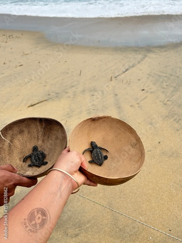 Turtles on the beaches of Puerto Escondido