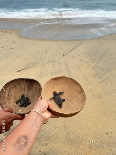 hand holding a sand and turtles