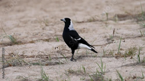 Wallpaper Mural Magpie Strolling on Charlesworth Bay Beach Torontodigital.ca