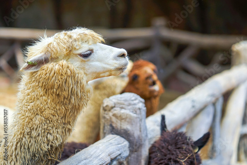 Alpaca waiting for food at Safari World Zoo, Thailand.