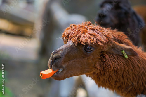 Alpaca waiting for food at Safari World Zoo, Thailand.