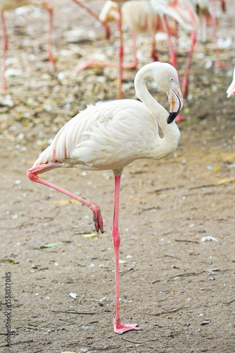 Flamingo standing on one leg in Safari World Zoo, Thailand