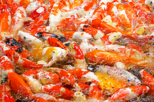 Many koi fish are fighting over food.