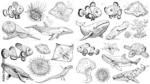 Detailed hand-drawn marine animal illustrations including whales, sharks, clownfish, jellyfish, turtles, and coral. Perfect for nature, science, and education themes.

