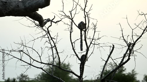 Super Slow Motion Footage of a Cute Lemur Catta Family Playing Near the Iconic Baobab Tree in Madagascar at Sunset