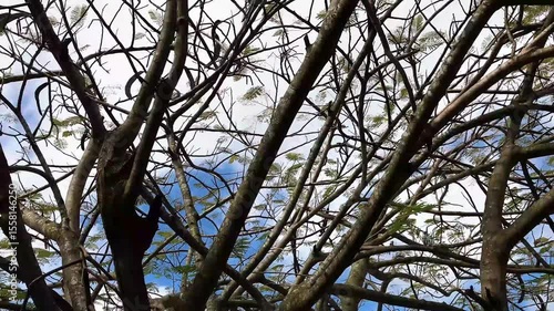 Tree branches swaying gently in the wind, creating a soothing rustling sound. The movement of the leaves and limbs reflects the calm rhythm of nature in motion.