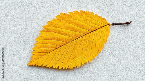 Close-up of a vibrant yellow leaf on a light background.