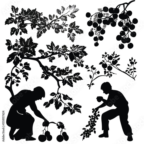 fruit picking silhouette