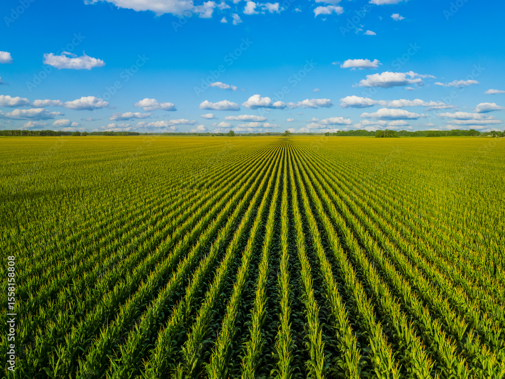 Ταπετσαρία real photo of lush green cornfield at sunset in golden hour, background