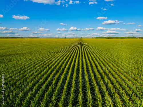 Foto real photo of lush green cornfield at sunset in golden hour, background