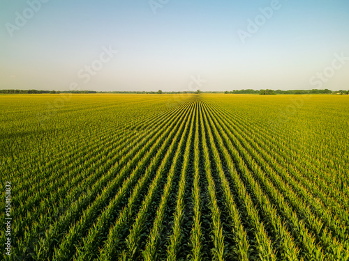 real photo of lush green cornfield at sunset in golden hour, background
