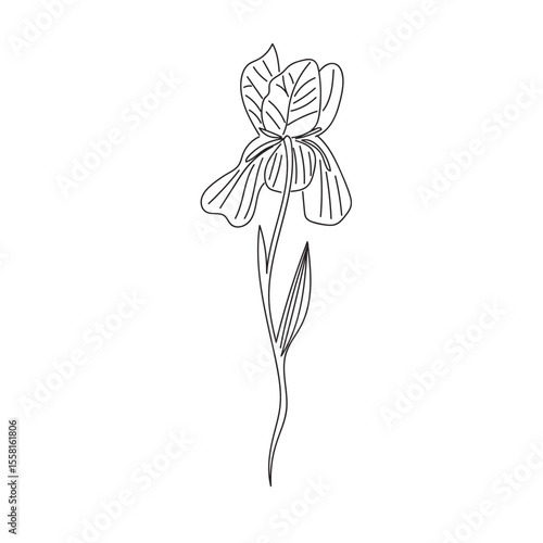 Iris pallida doodle vector illustration