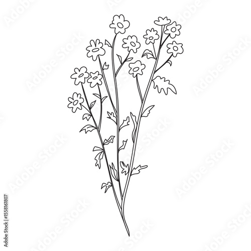Matricaria chamomilla doodle vector illustration