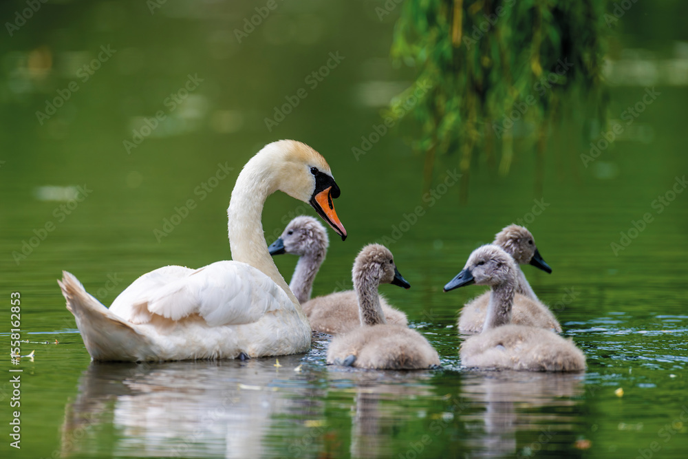 Obraz premium Mute swan with baby. Cygnets on summer day in calm water. Bird in the nature habitat