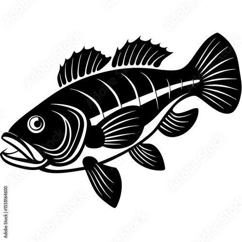 fish on a white background