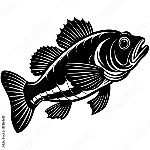vector illustration of a fish