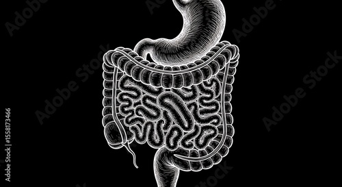 Human Digestive System Illustration