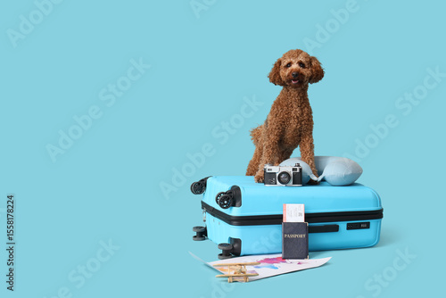 Cute Toy Poodle with suitca...