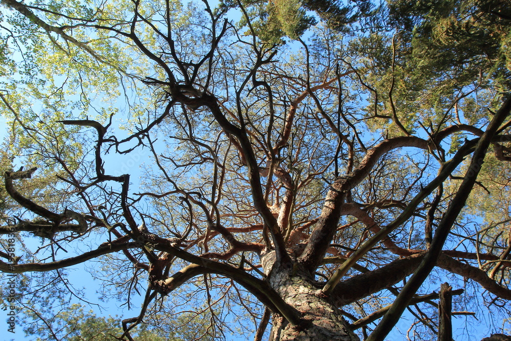 Fototapeta premium Twisted pine in Troldeskoven (the troll forrest), Tisvilde Hegn, Zealand, Denmark