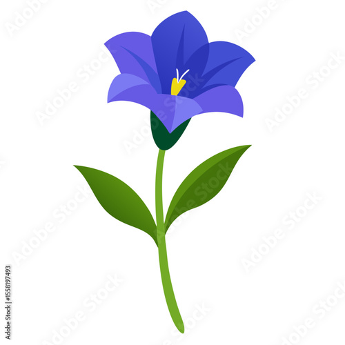 Gentian flower on white background 