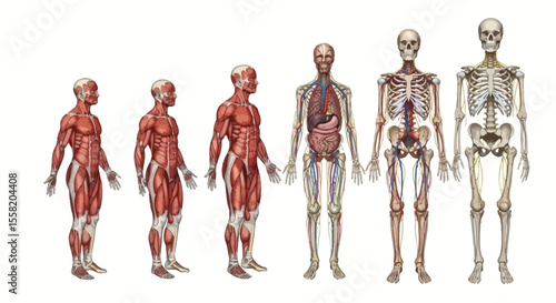 Anatomical Illustration Displaying Muscular and Skeletal Systems on White