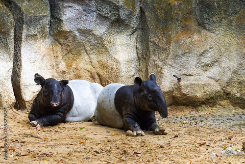 Two tapirs are playing at Safari World Zoo in Thailand.