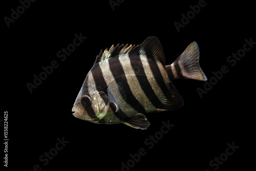 Barred knifejaw (Oplegnathus fasciatus) juvenile, TL:50mm