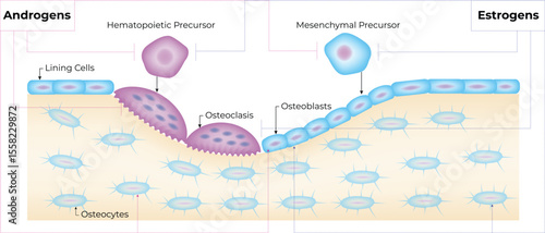 Hormonal Regulation of Bone Remodeling