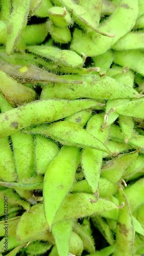 Healthy green soybean beans with hair visible in close up photo
