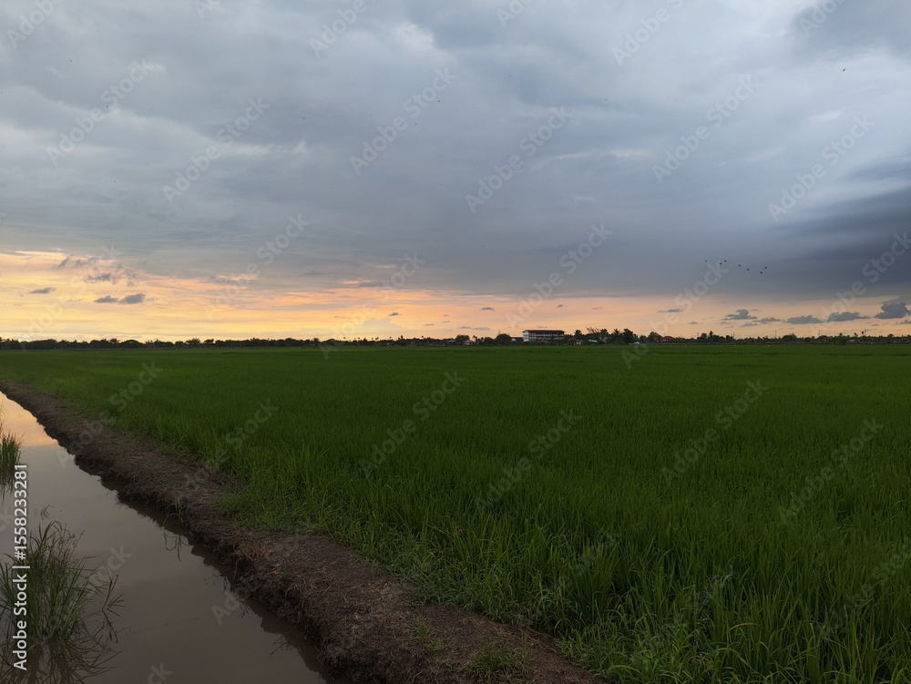 Obraz premium sunset over the field