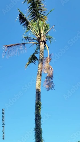 Coconut tree shot from bottom to top with blue sky background