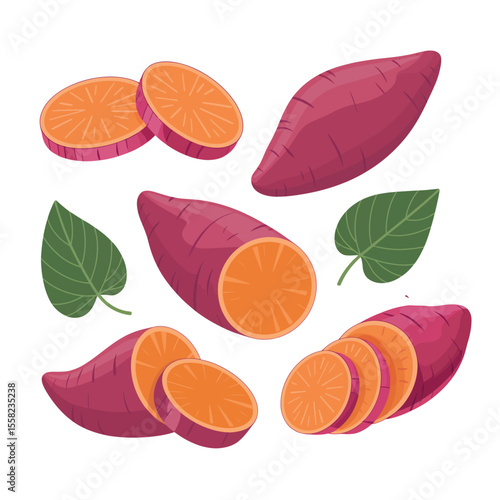 Vector illustration of colorful set of purple sweet potatoes isolated on white backgrouns. Batata oryam in simple cartoon flat style. Whole sweet potatoes, sliced and cut with green leaves. Organic