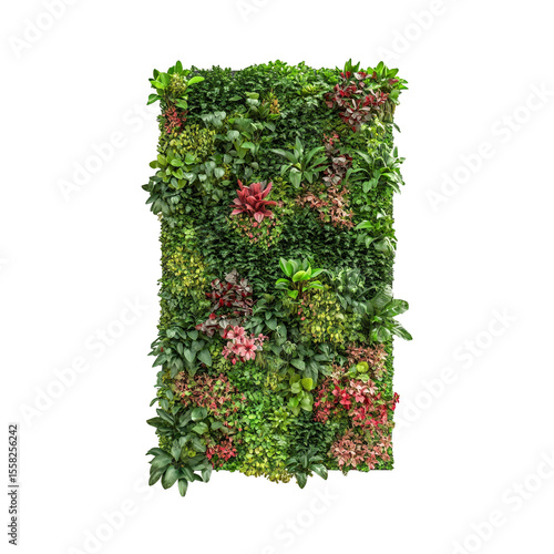 wall plants on transparent background