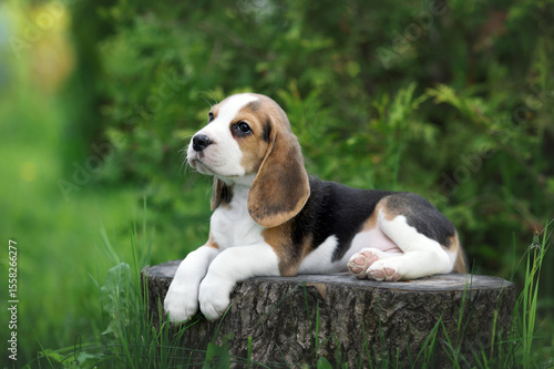 Cute little beagle puppy in nature