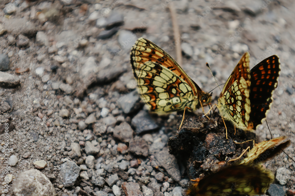 butterfly on the ground nature wildlife butterfly on the ground nature wildlife