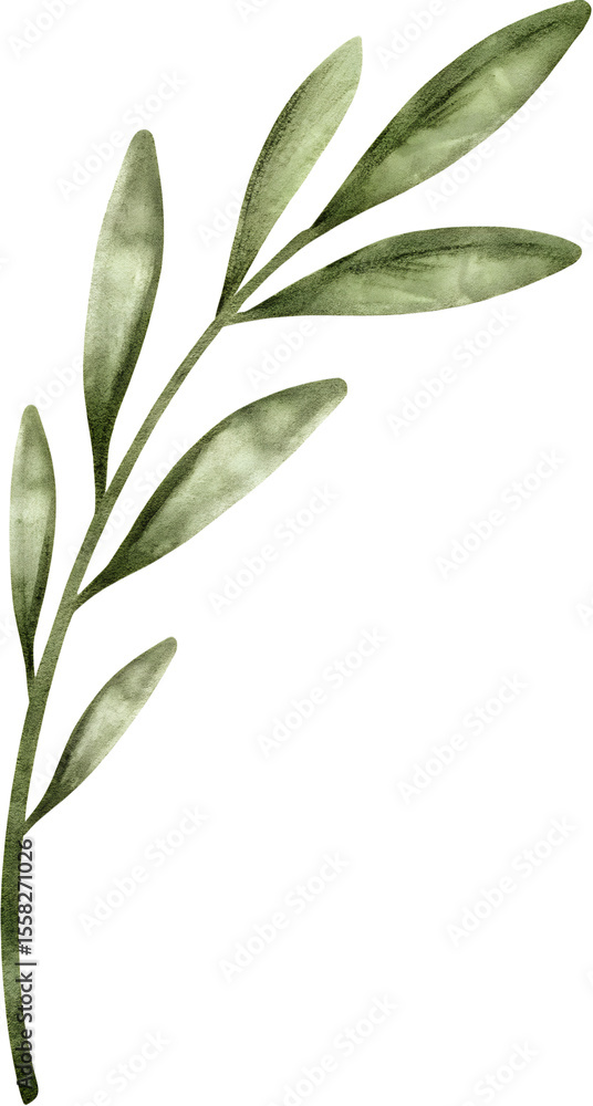 Fototapeta premium Watercolor olive branch illustration on transparent background.