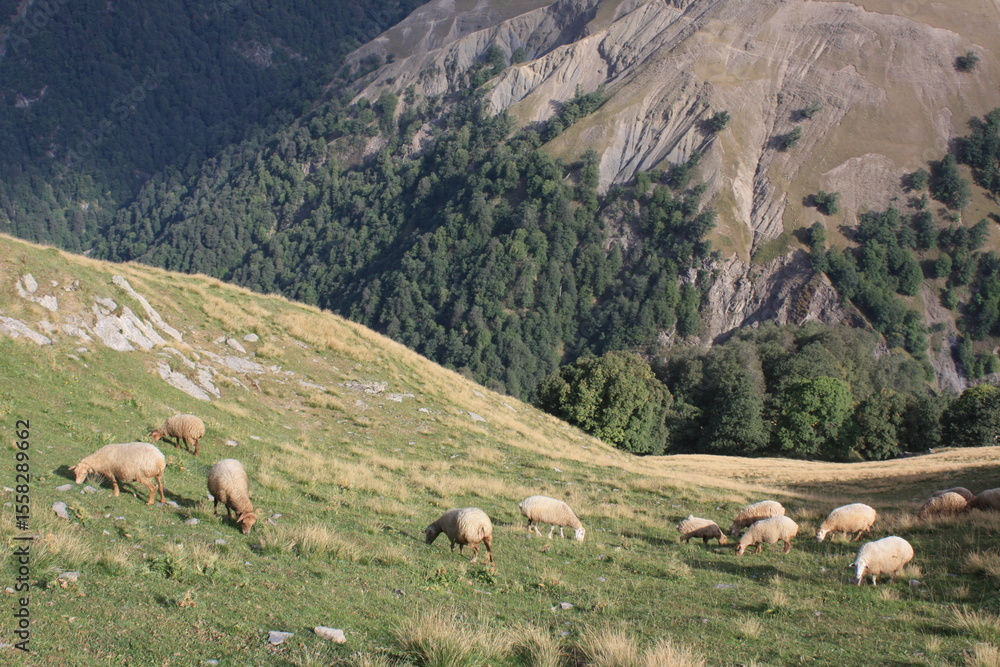 Fototapeta premium sheep in the mountains