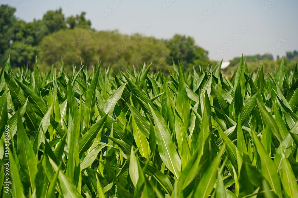 Obraz premium A large field of ripening corn. Summer.