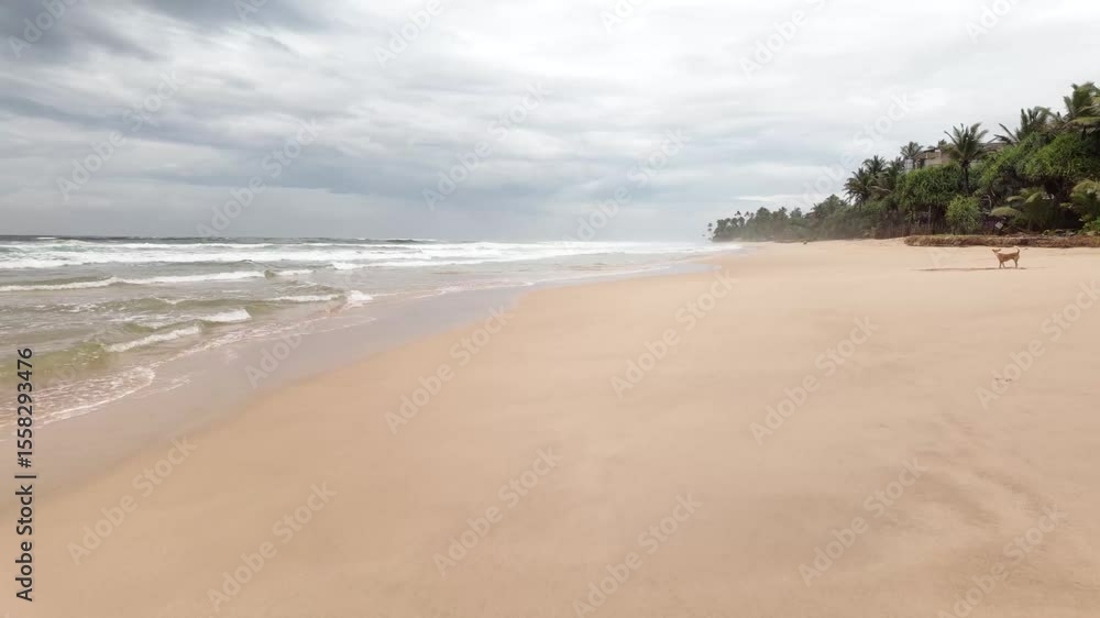Dogs enjoy public beach in Sri Lanka tropical sandy shore Indian Ocean Southeast Asia Dogs enjoy public beach in Sri Lanka tropical sandy shore Indian Ocean Southeast Asia