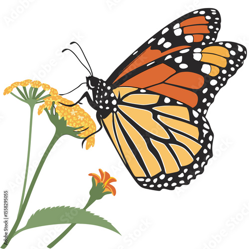 A monarch butterfly gracefully lands upon a vibrant golden wildflower blossom