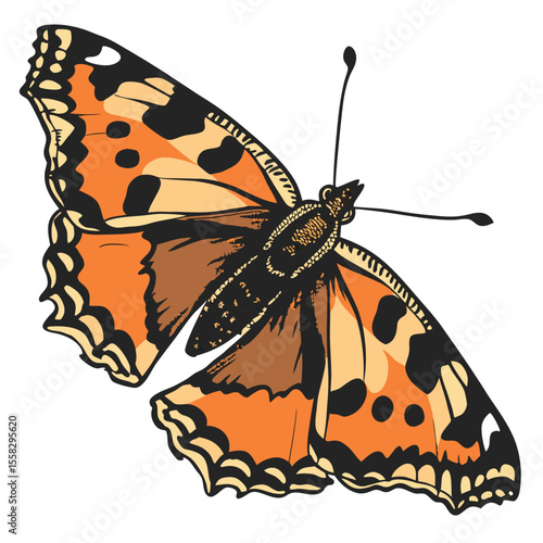 Detailed Illustration of a Butterfly with Orange, Black, and Beige Wing Patterns